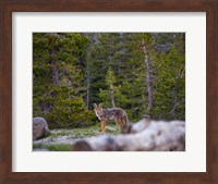 Yosemite Wildlife Fine Art Print