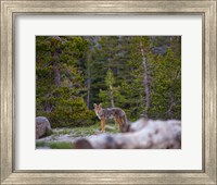 Yosemite Wildlife Fine Art Print