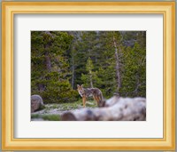 Yosemite Wildlife Fine Art Print