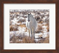 Horse in the Snow Fine Art Print