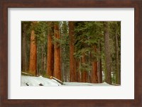 Forest Fine Art Print