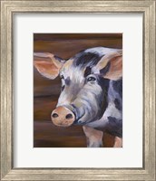 Barn Pig Fine Art Print