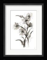 Daisy II Framed Print