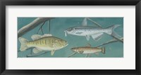 Fresh Catch III Fine Art Print