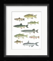 Fresh Catch V Framed Print