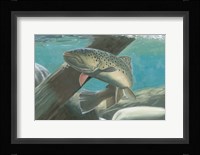 Fresh Catch I Framed Print