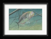 Fresh Catch II Fine Art Print
