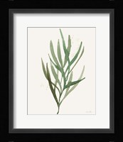 Leaf and Stem VII Framed Print