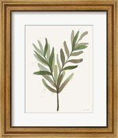 Leaf and Stem VIII Fine Art Print