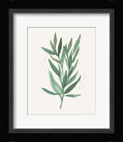 Leaf and Stem VI Framed Print