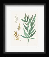 Leaf and Stem IV Framed Print