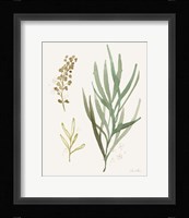 Leaf and Stem III Framed Print