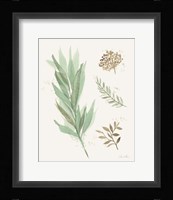 Leaf and Stem I Framed Print