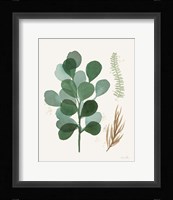 Leaf and Stem II Framed Print