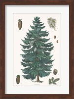 Evergreen Botanical Chart Fine Art Print