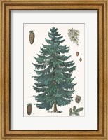 Evergreen Botanical Chart Fine Art Print