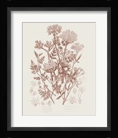 Flowering Plants IV Brown Fine Art Print