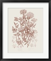Flowering Plants IV Brown Fine Art Print