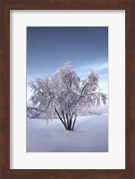 Snow Covered Tree in the Yukon River, Canada Fine Art Print