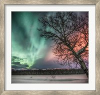 Northern Lights and Bare Tree, Yukon River, Yukon, Canada Fine Art Print
