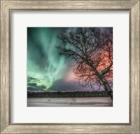 Northern Lights and Bare Tree, Yukon River, Yukon, Canada Fine Art Print