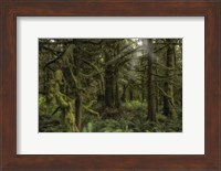 Forest in British Columbia, Canada Fine Art Print
