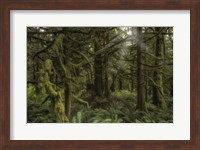 Forest in British Columbia, Canada Fine Art Print