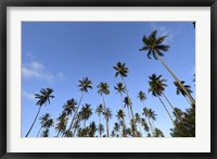 Low Angle View Of a Group Of Palm Trees in Kauai, Hawaii Fine Art Print