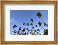 Low Angle View Of a Group Of Palm Trees in Kauai, Hawaii Fine Art Print