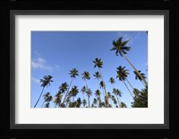 Low Angle View Of a Group Of Palm Trees in Kauai, Hawaii Fine Art Print