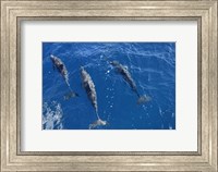 Group Of Spinner Dolphins Fine Art Print