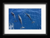 Group Of Spinner Dolphins Fine Art Print