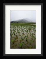 Taro Field in Hanalei National Wildlife Refuge Fine Art Print