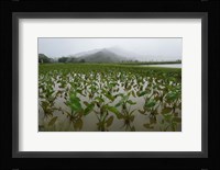 Taro Field in Hanalei National Wildlife Refuge, Kauai, Hawaii Fine Art Print