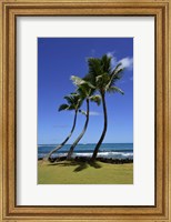 Palm Trees on the Coast Of Hauula Fine Art Print