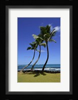 Palm Trees on the Coast Of Hauula Fine Art Print