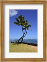 Palm Trees on the Coast Of Hauula, Oahu, Hawaii Fine Art Print