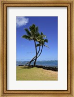 Palm Trees on the Coast Of Hauula, Oahu, Hawaii Fine Art Print