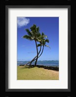 Palm Trees on the Coast Of Hauula, Oahu, Hawaii Fine Art Print