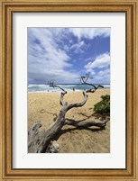 Driftwood and Surfer on a Beach in Oahu, Hawaii Fine Art Print