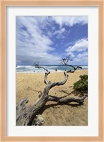 Driftwood and Surfer on a Beach in Oahu, Hawaii Fine Art Print
