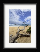 Driftwood and Surfer on a Beach in Oahu, Hawaii Fine Art Print