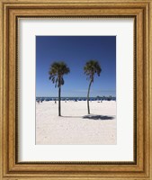 Palm Trees, Clearwater Beach, Florida Fine Art Print