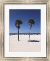 Palm Trees, Clearwater Beach, Florida Fine Art Print