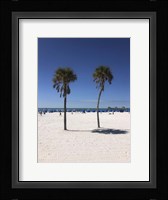Palm Trees, Clearwater Beach, Florida Fine Art Print