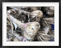 Freshly Harvested Garlic Bulbs, Close-Up Fine Art Print