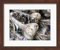 Freshly Harvested Garlic Bulbs, Close-Up Fine Art Print