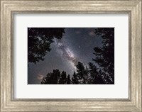 The Summer Milky Way Looking Up Through Trees in Banff National Park Fine Art Print