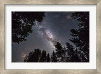 The Summer Milky Way Looking Up Through Trees in Banff National Park Fine Art Print