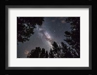 The Summer Milky Way Looking Up Through Trees in Banff National Park Fine Art Print